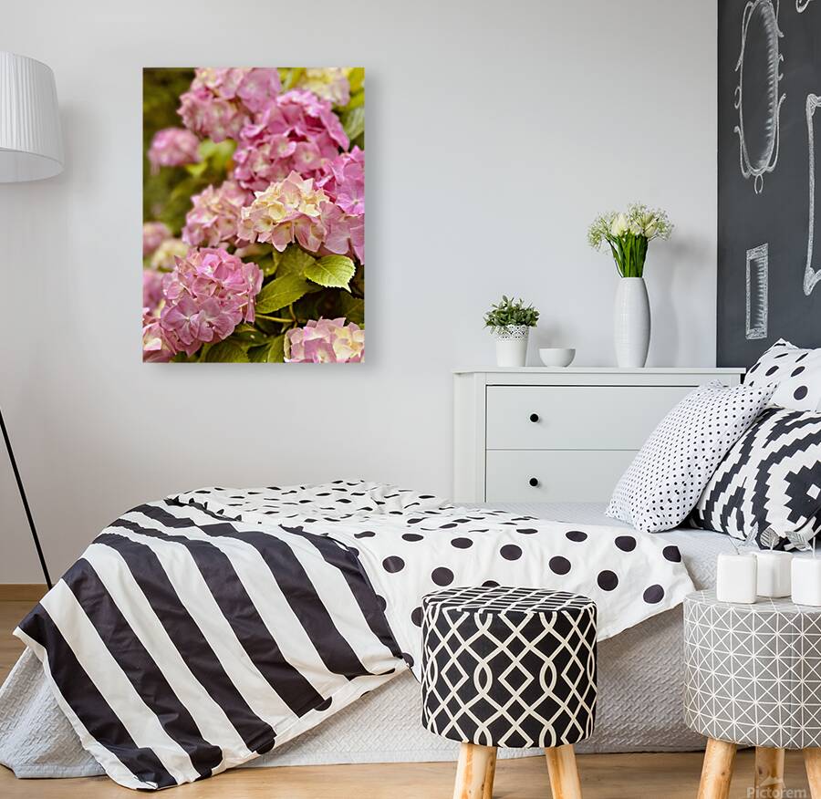 Pink hydrangea Reproduction