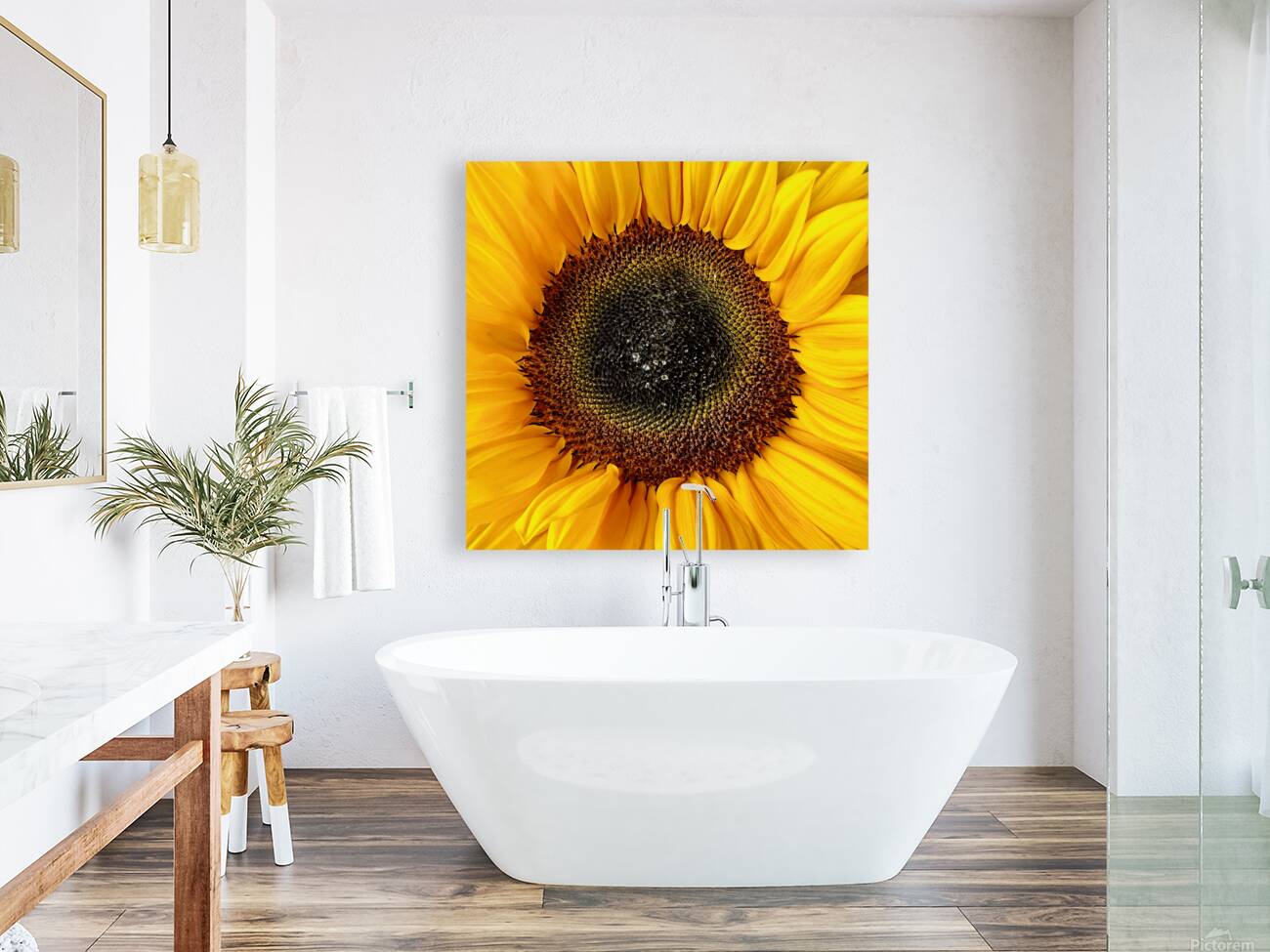 sunflower Reproduction