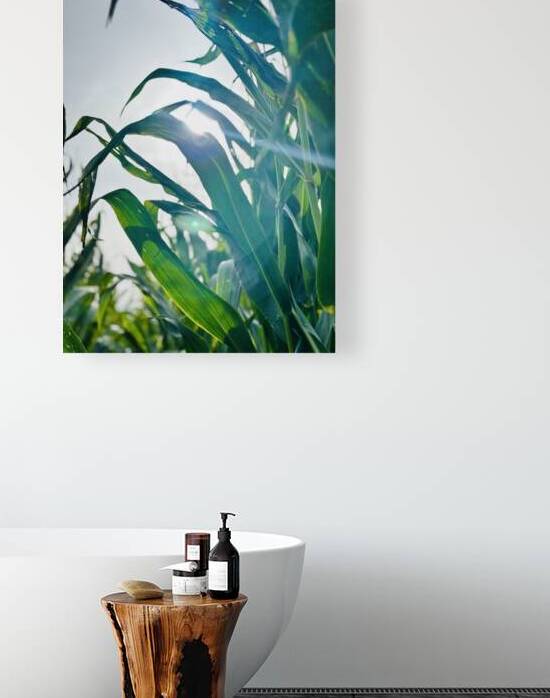 Sweetcorn plants by Star 14