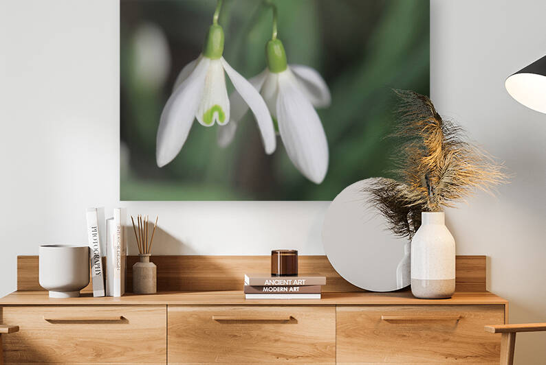 Snowdrops by Star 14