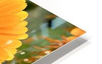 Flower head HD Metal print