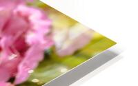 Pink hydrangea HD Metal print
