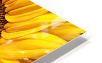 sunflower HD Metal print