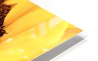 Inside a sunflower HD Metal print