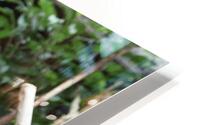 Monkey HD Metal print
