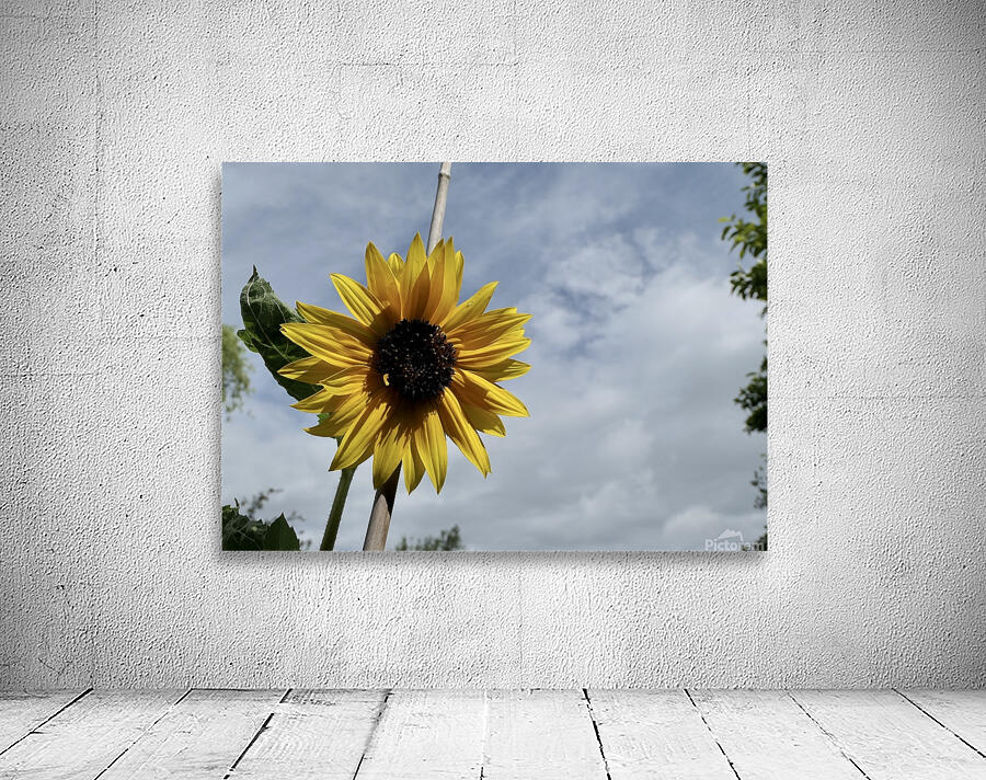 Tall sunflower Wall Preview