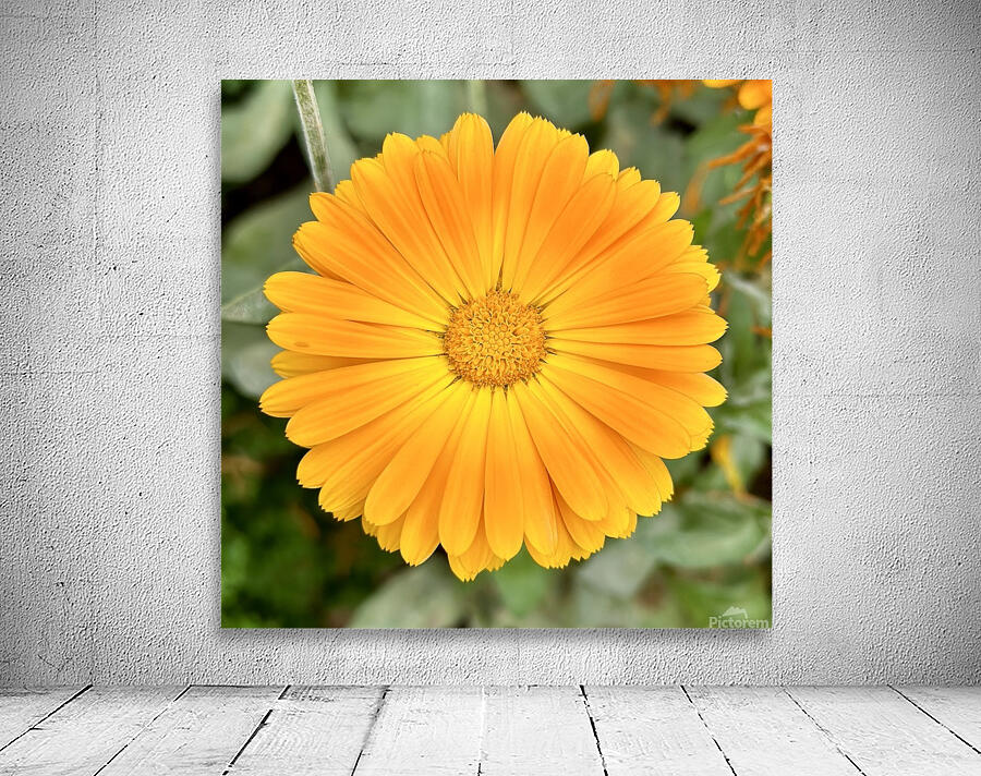 Flower head Wall Preview
