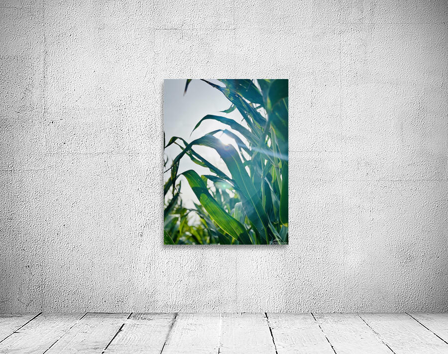 Sweetcorn plants Wall Preview
