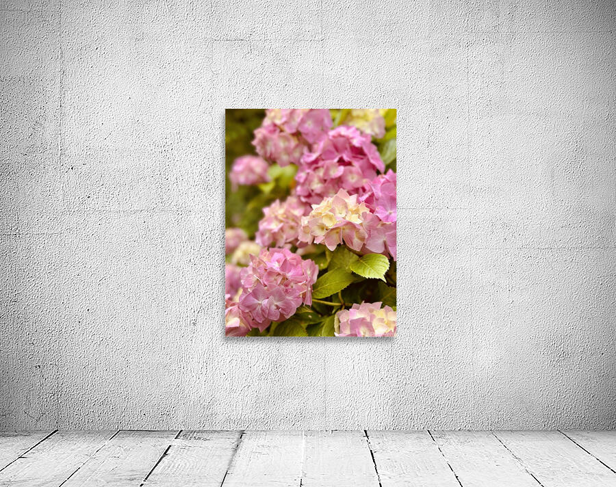 Pink hydrangea Wall Preview