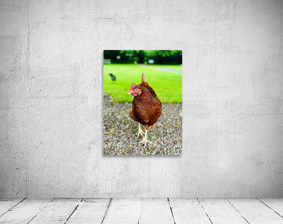 Hen portrait Wall Preview