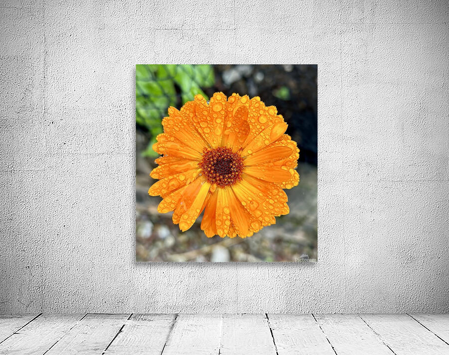 Wet flower head Wall Preview