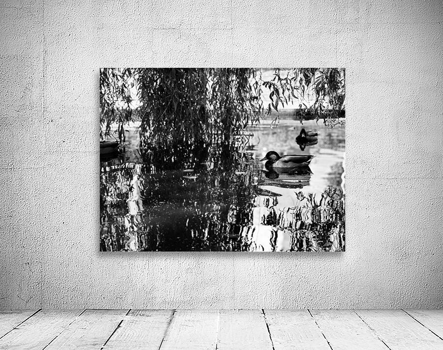 Duck reflections Wall Preview