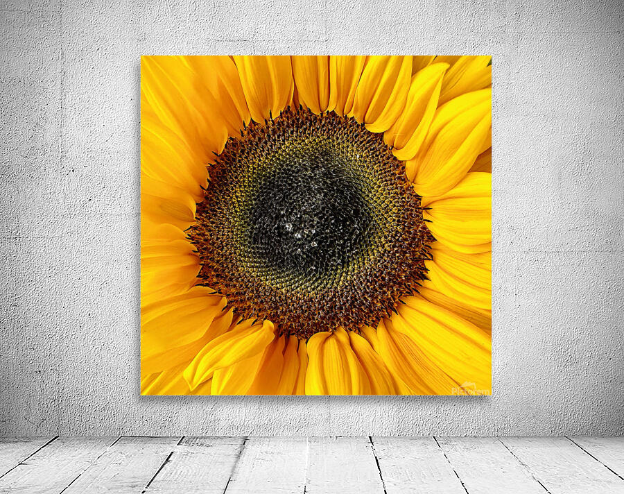 sunflower Wall Preview