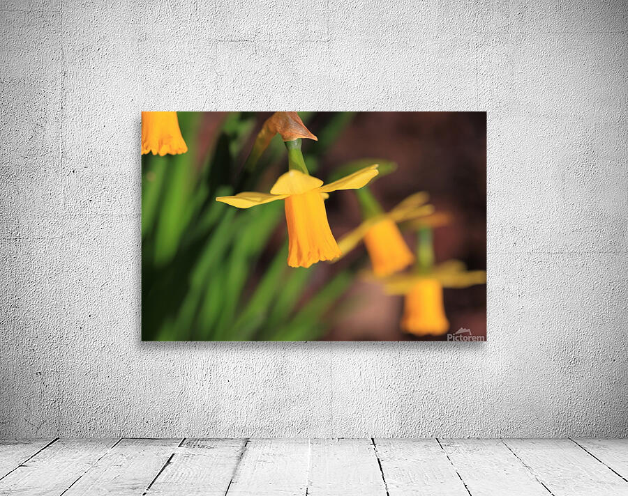 Daffodils Wall Preview