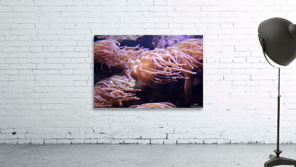 Flows Wall Preview