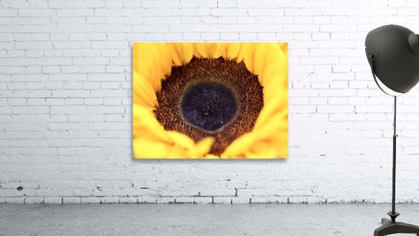 Inside a sunflower Wall Preview