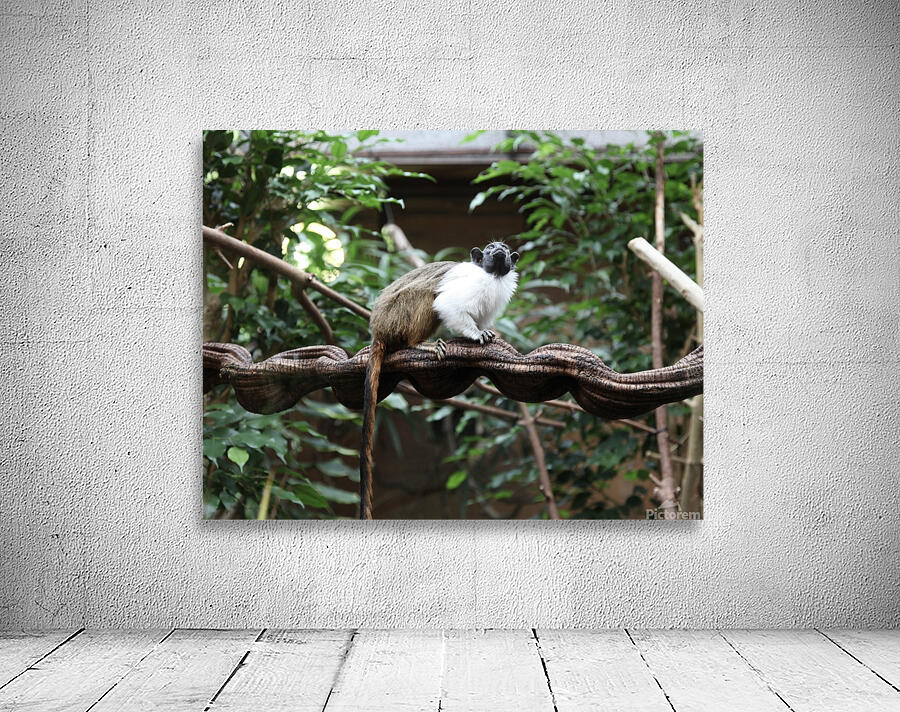 Monkey Wall Preview