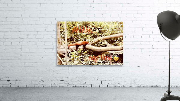 Red panda napping Wall Preview