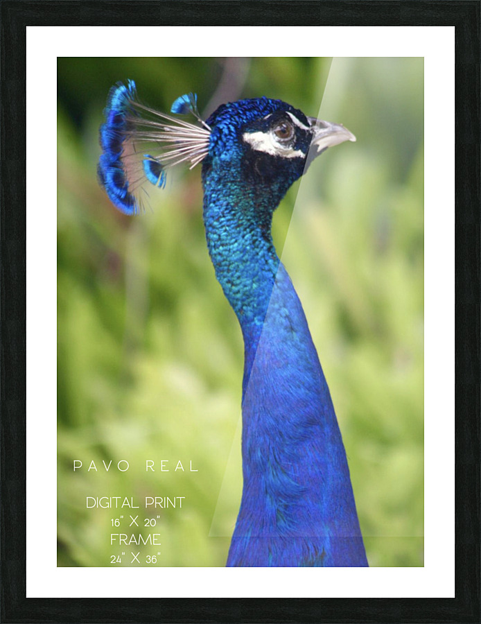 Pavo Real Picture Frame print