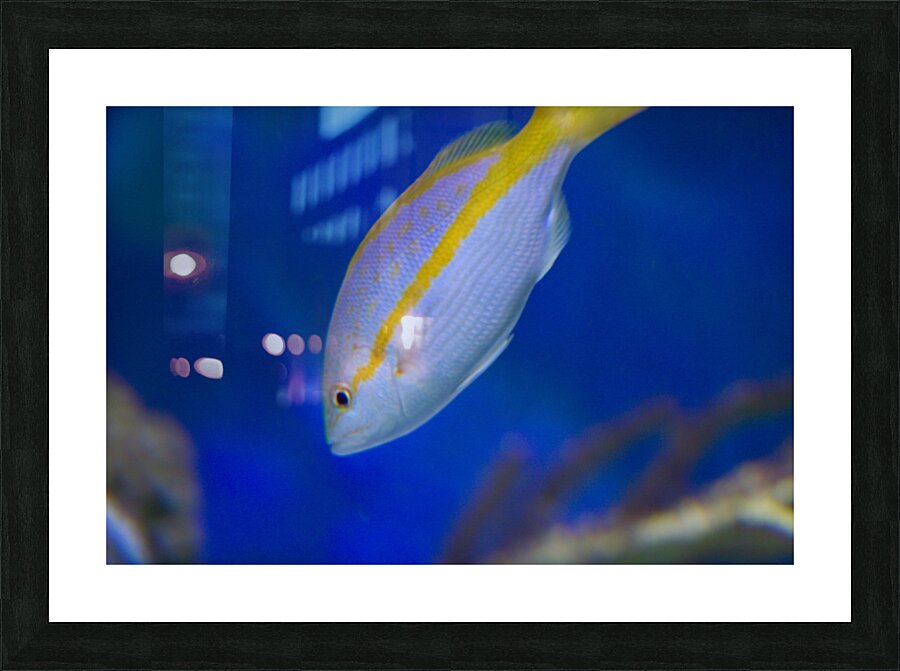 blue fish Picture Frame print