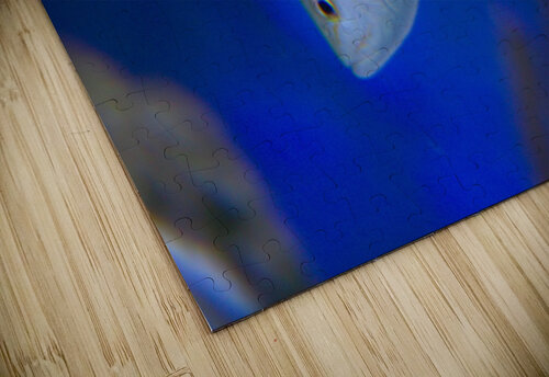 blue fish Frank Polanco puzzle