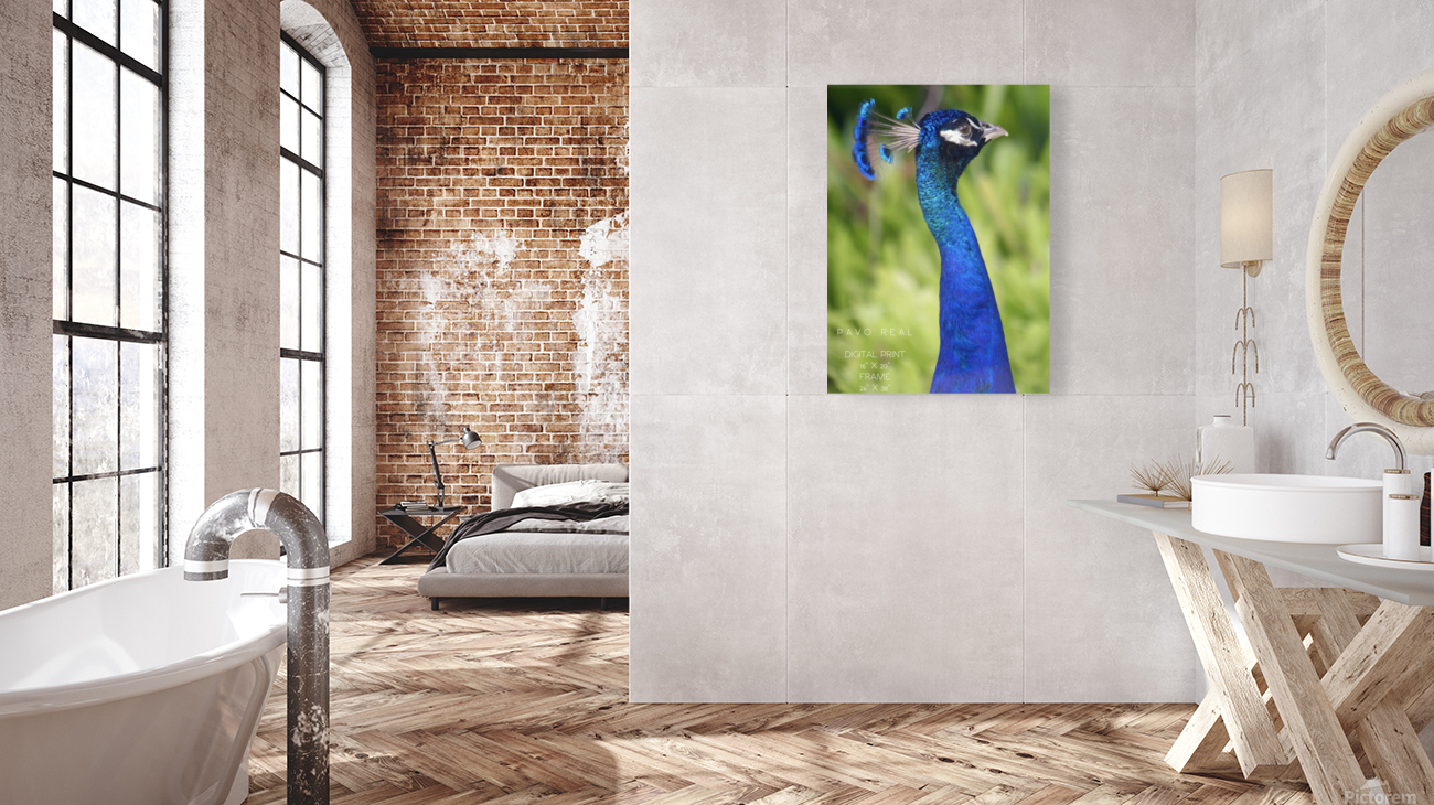 Pavo Real Reproduction