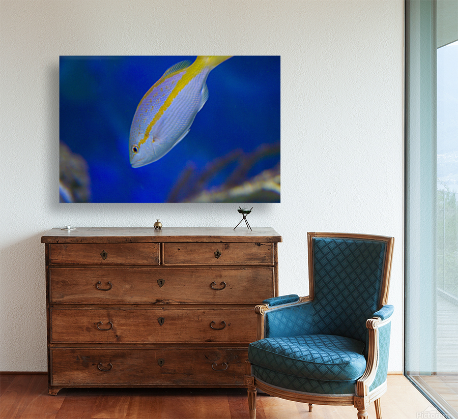 blue fish Reproduction