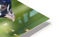 Pavo Real HD Metal print