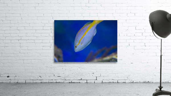 blue fish Wall Preview