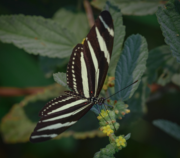 black and white butterfly Digital Download