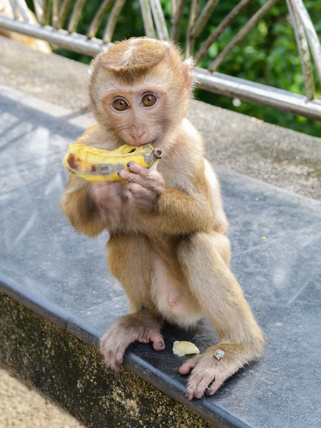 Baby Thai monkey banana Digital Download