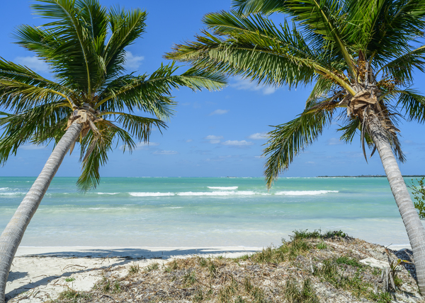 Cuban beach with 2 palmtrees Digital Download