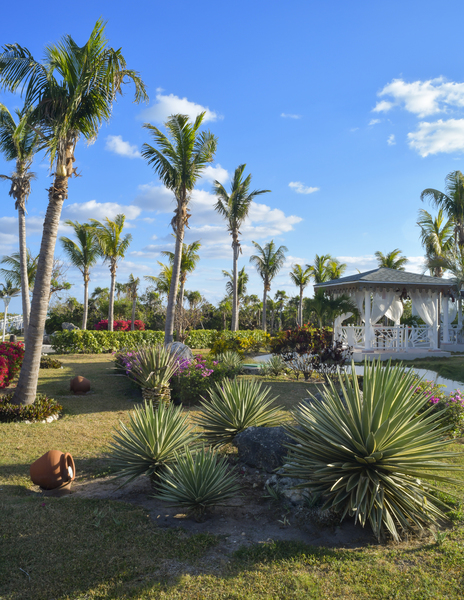 Cuban resort tropical garden Digital Download
