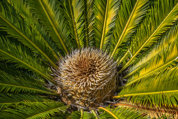 tropical plant center Digital Download