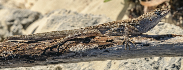 Cuban brown anole on branch Digital Download
