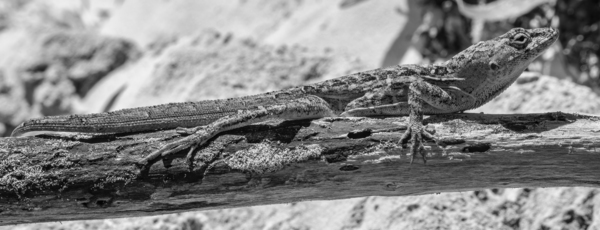 Cuban brown anole in black and white Digital Download