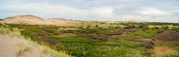 Greenwich dunes and wetlands Digital Download