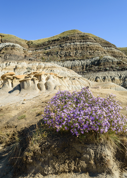 Hoodoos rocks with purple flowers Digital Download