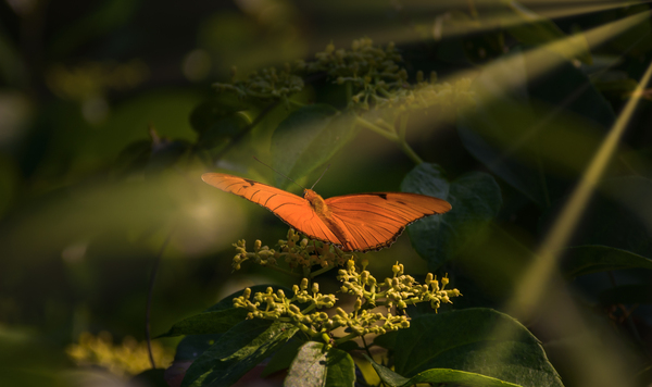 orange butterfly sunrays Digital Download