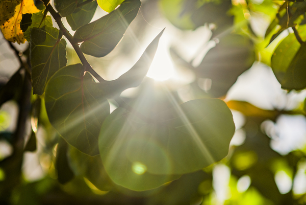 sun rays through leaves Digital Download