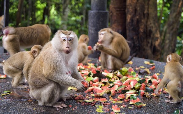 thai monkeys eating watermelon Téléchargement Numérique