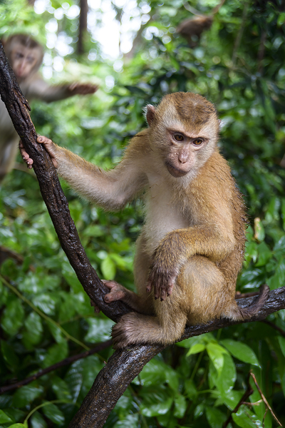 thai monkey 2 Digital Download