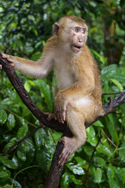 thai monkey 3 Digital Download