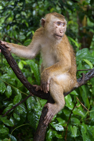 thai monkey 4 Digital Download