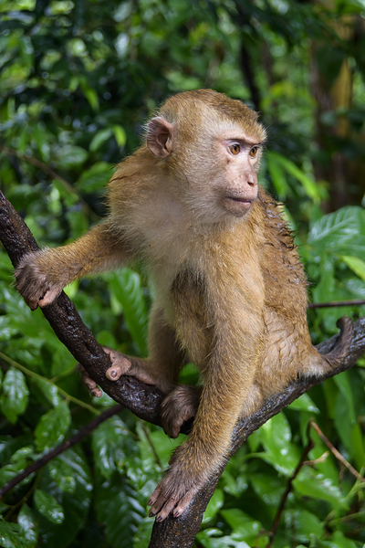 thai monkey 5 Digital Download