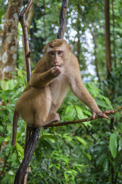 thai monkey 6 Digital Download