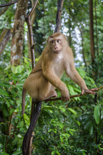 thai monkey 7 Digital Download