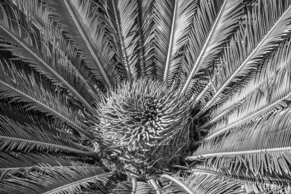 tropical plant centre-bw Digital Download