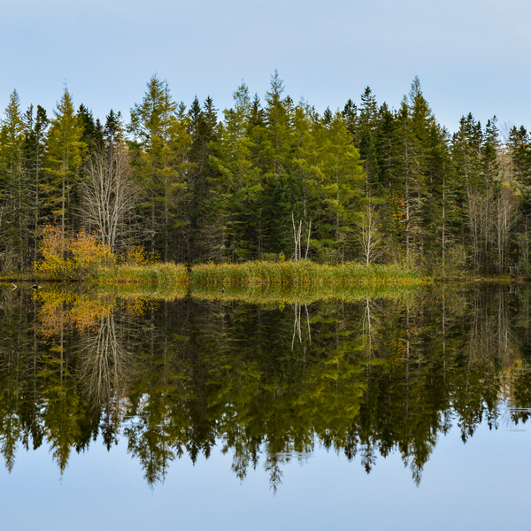 Bird sanctuary pond reflection Digital Download