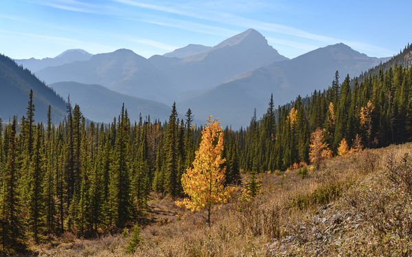 Bluerock Wildland golden tree Digital Download